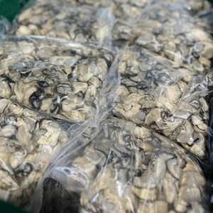 국산 통영 생굴 500g 1kg 횟감 용 굴 깐굴 대 삼배체 석화 하프셀, 04. 생굴 5kg, 1개