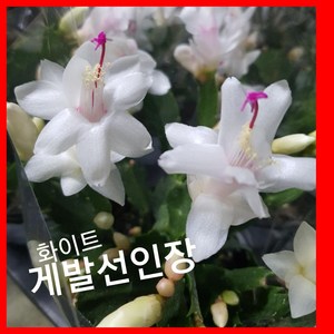 게발선인장 화이트 백조 특 공기정화식물/미세먼지/공기정화효과 공기정화식물, 1개