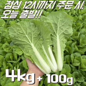 [달콤밥상 얼갈이배추] 물 좋은 철원 산지직송 얼갈이배추, 1개, 4kg