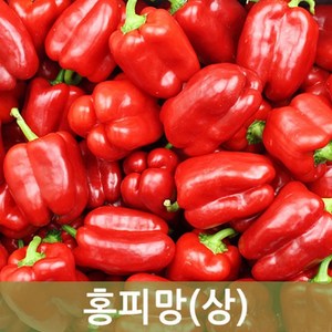 홍피망(상) 10kg 5kg 빨강피망 사이즈 다양 두리반농산, 1개