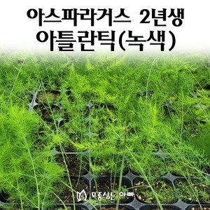 [모종심는아빠] 아스파라거스 모종 2년생 아틀란틱, 1개