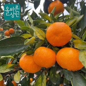 고당도 정품 타이벡 감귤 제주 농장직송, 1박스, 상품 5kg 중대과(L-2L)