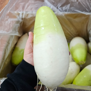 [신선산지] 단맛 가득! 제주 바람이 키운 월동무, 1박스, 제주 월동무 소 10kg (8-10개)