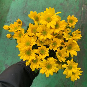 [사직생화] 금수 소국 생화 한단, 1개
