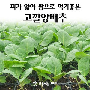 [모종심는아빠] 속이 꽉 차고 피가 얇아 쌈으로 먹기 좋은 고깔양배추 모종, 모종3개, 1개