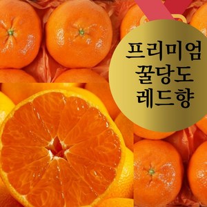 [프리미엄 올해의 레드향] 꿀당도 제주산지직송 레드향 선물용 가정용 3kg 5kg 백화점선물, 1개, 선물용 로얄과 3키로+명품가방