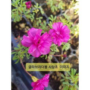 사랑초 글라브라더블 핑크 40 휴면상태, 1개