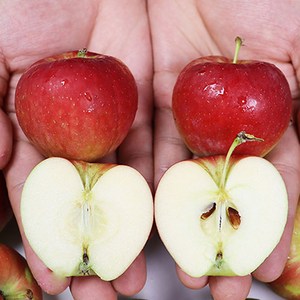 푸드꾸미 미니 루비에스 꽃 사과, 1박스, 1kg(영천 중대)