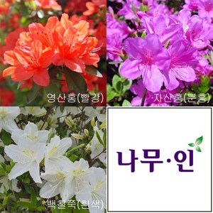 [나무인] 철쭉 15개 빨강5+분홍5+흰색5