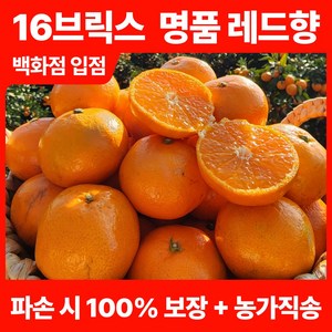 [16브릭스 초고당도] 바른마켓 백화점입점 프리미엄 제주 레드향 3kg 5kg 산지직송 당일수확 파손 100% 환불 보장 선물용 패키지, 1세트, 5kg (대과 12~14개)