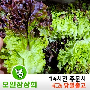 < 오일장 상회 > 국내산 꽃상추 2kg 4kg내외, 1개, 2kg내외