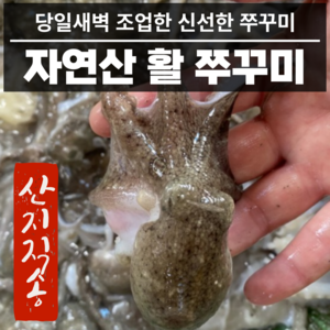 산지직송 국내산 활 쭈꾸미 국산 1kg 2kg 알배기 알쭈꾸미, 5kg, 1개
