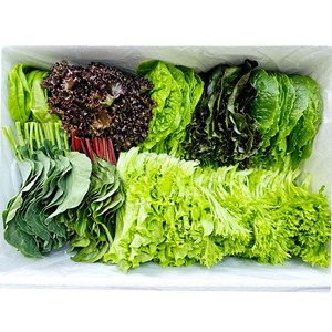 무농약 GAP 수경재배 모듬 쌈채소 샐러드채소, 1개, 1kg