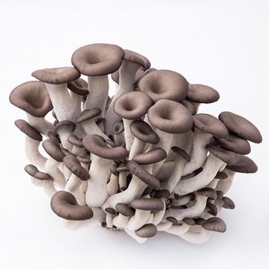 국내산 고기맛나는 느타리버섯 mushroom, 1개, 500g