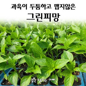 [모종심는아빠] 과육이 두툼하고 맵지않은 그린피망 모종, 10개, 모종