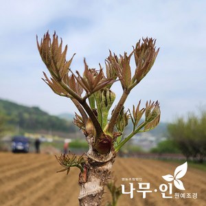 [나무인] 참두릅나무 5개
