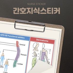 뽀너스 간호지식스티커 (척수손상 해부 spinal cord injury), 단품