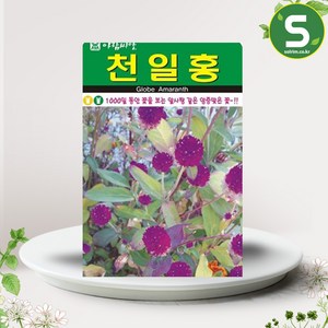 솔림텃밭몰 천일홍씨앗 100립 천일홍 꽃씨앗 꽃씨 장식용 부케용, 1개