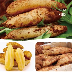 청원농산 햇야콘 5kg 10kg, 특품(즙용)랜덤 10kg, 1개