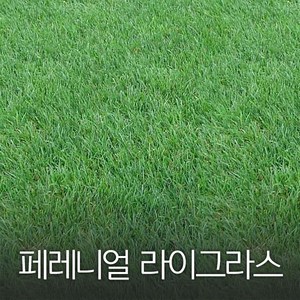 코리아팜 페레니얼 라이 그라스1kg, 1개