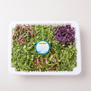 [미주후레쉬] 국산 어린잎 베이비채소 500g 1팩 청경 비트 아마란스, 1개