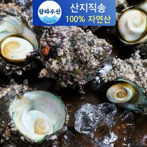 통영직송 국내산 자연산 뿔소라, 2kg, 1개