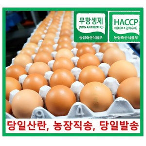 [알부자집] 무항생제계란 대란(52g~59g), 30구, 2개