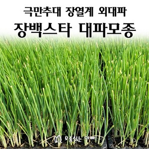 [모종심는아빠] 내한성이 강한 극만추대 장열계 외대파 장백스타 대파모종, 200구(1판), 1개