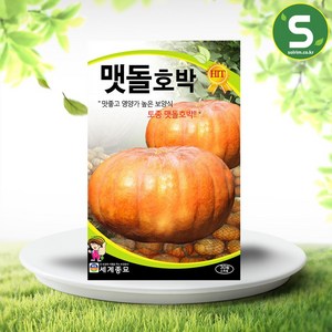 솔림텃밭몰 맷돌호박씨앗 30립 토종 맷돌호박 다수확 호박씨앗, 1개