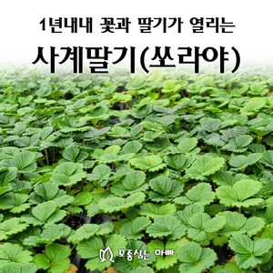 [모종심는아빠] 1년내내 꽃이피고 딸기가 열리는 사계딸기 쏘라야 하얀꽃, 1개