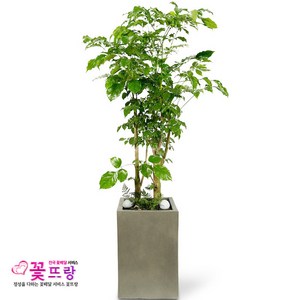 공기정화식물 개업화분 축하화분 화분배달 스투키 행운목 금전수 전국당일배송, 혼합색상, 1개