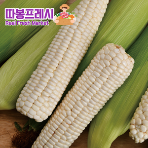 따봉프레시 품질보증 쫀득탱글 맛있는 황제 백찰옥수수, 10개, 3.5kg내외(특황제)