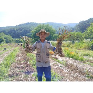 창녕 햇마늘 직접 재배한 100% 국산 홍산마늘 종자마늘, 중 짜(지름4~5cm), 1개, 반접(50개)