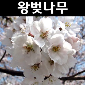 오엽송/섬잣나무/접목/묘목2주묶음/정원수/조경수/기념식수, 1개