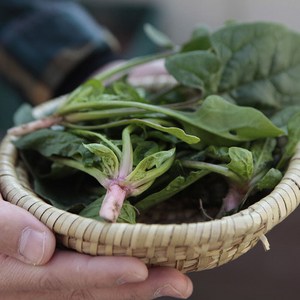 해풍맞고 자란 남해 신안 보물초 달달한 시금치 섬초 노지 당일수확, 남해 보물초, 1kg, 1박스