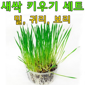 새싹이랑 귀리 밀 보리 새싹키우기 세트, 국내산 귀리 재배기세트