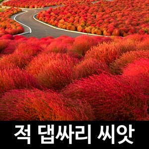 적 댑싸리 씨앗 코키아 종자 뎁싸리 조경 씨 1000알, 1개