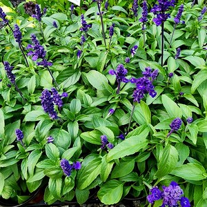 에덴플랜트 (5개한세트) 블루세이지 소품 노지월동 야생화 샐비어 사루비아 청사루비아 향기좋은식물 화단꾸미기, 5개