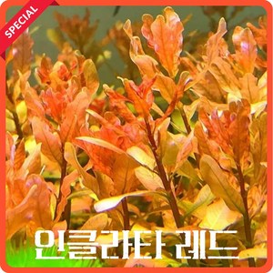 [수초농부] 루드위지아 인클라타 레드 중후경 포인트 수초, 5개