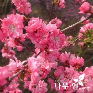 [나무인] 분홍옥매화묘목 분홍겹꽃 2개