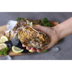 5kg 통영 채취 수출용 삼배체굴 사계절굴 산지직송 석화 대왕굴 하프셀, 삼배체 통굴 5kg