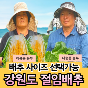 [강원도 고랭지 절임배추 산지직송] 국산 소금 100% 프리미엄 황금 김장 절인배추 고냉지 5 10 20 kg 산지직송 예약, 5kg, 1개, 작은 절임배추 (희망수령일을 필수기재사항에 적어주세요)