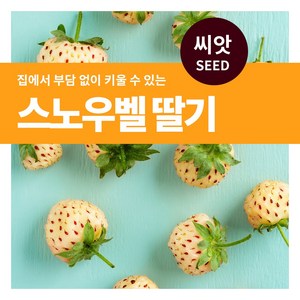 마이플랜트 스노우벨 딸기 씨앗 100립, 1개