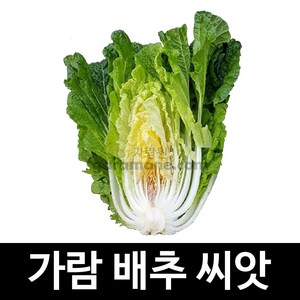 가람 배추 씨앗 김장 가을 재래종 토종 채소 씨 100알, 1개