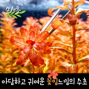 [미초] 루드위지아 sp. 기니아 수초 7촉 / 유경 수초 / 초보자 수초 / 어항 수초, 7개