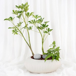 99플라워 (당일수령) 감성 오브제 홍콩야자 [ST-D771] - 승진 관엽 축하 화분 공기정화식물 배달, 1개, ST-D771