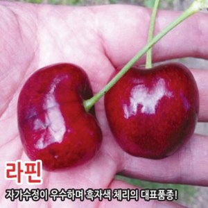 왜성 체리나무 묘목 라핀 타이톤 러시아8호 홍수봉 레이니어 충청농원, 라핀(자가수정가능), 1개, 왜성대목