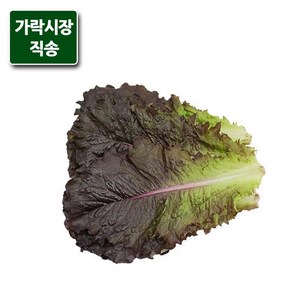 가락시장직송 적로메인 상추 300g, 단품, 1개