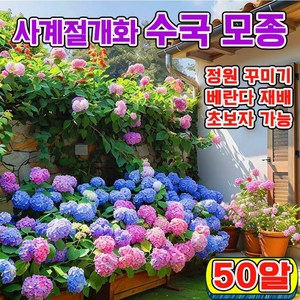 [업그레이드된 씨앗!!!] 수국 모종 사계절 개화 수국꽃 씨앗 봄파종 꽃씨앗 가든플라워, 50개