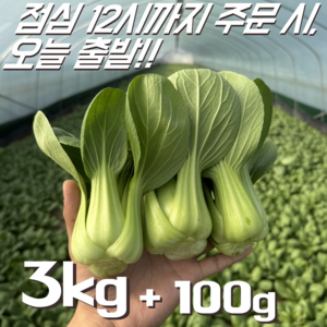 [꿀야채 청경채] 물 좋은 철원 산지직송 청경채, 1개, 3kg